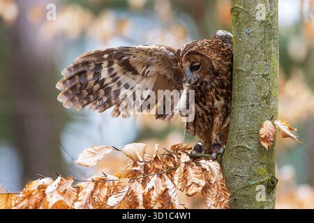 tawny-Eule (Strix aluco) hat eine Maus im Schnabel gefangen Stockfoto
