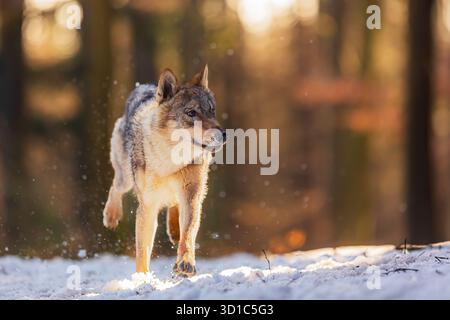 Eurasischer Wolf (Canis Lupus), der im Schnee durch den Wald läuft Stockfoto
