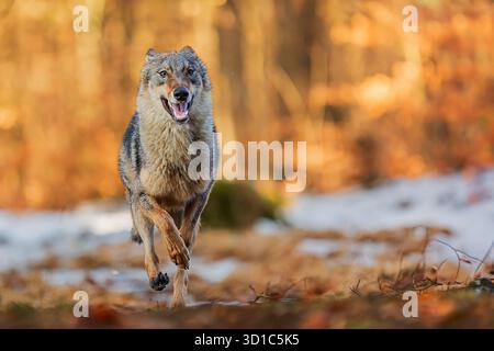 Eurasischer Wolf (Canis Lupus), der im Schnee im Buchenwald läuft Stockfoto