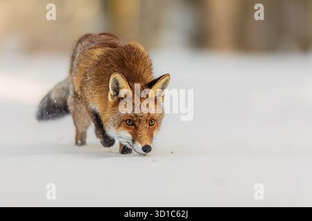 Rotfuchs (Vulpes vulpes) schönes Nahaufnahme-Porträt im Schnee Stockfoto