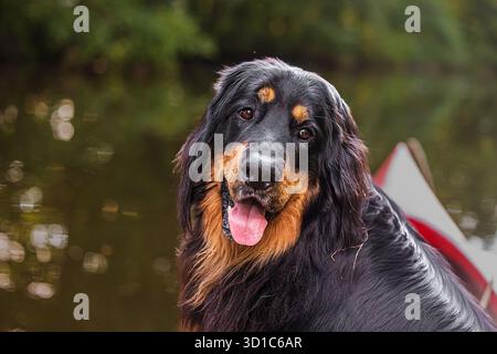 Schwarz-goldener Hovie-Hund hovawart hat einen netten Blick Stockfoto