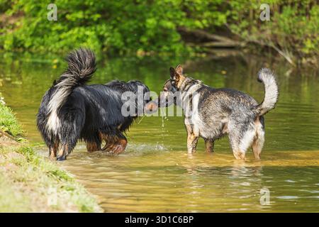 Männlicher Schäferhund mit einem hovawart im Wasser Stockfoto
