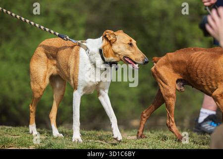 Der Smooth Collie ist eine Rasse von Hunden, die ursprünglich für das Hüten entwickelt wurden Stockfoto
