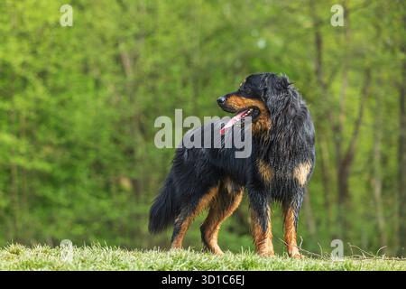 Schwarz-goldener Hovie-Hund hovawart Stockfoto