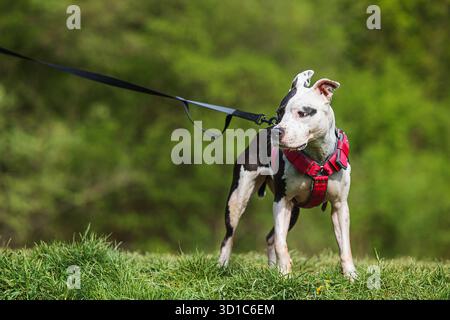 Der Staffordshire Bull Terrier, Stockfoto