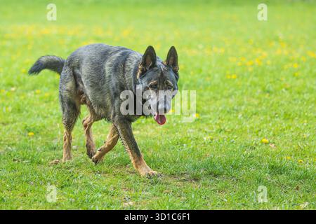 Männlicher Schäferhund, der auf dem Gras des Parks läuft Stockfoto