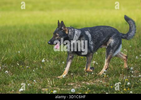 Männlicher Deutscher Schäferhund Porträt Stockfoto
