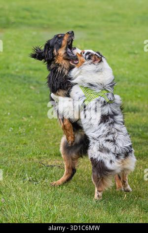 Schwarz-goldener Hovie-Hund hovawart, der mit einem Australian Shepherd Dog aufeinander springt Stockfoto