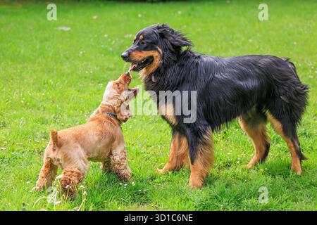 Schwarz-goldener hovie Hund hovawart mit einem Cocker Spaniel Welpen Stockfoto