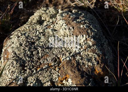 Nahaufnahme von Flechten auf Felsen Stockfoto