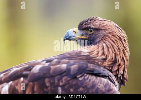 Seeadler (Haliaeetus albicilla) Nahporträt Stockfoto