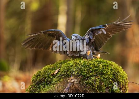 Männlicher Rabe (Corvus corax) Stockfoto