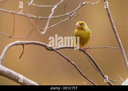 Weiblicher Europäischer Grünfink, Carduelis chloris auf einem Busch ohne Blätter Stockfoto