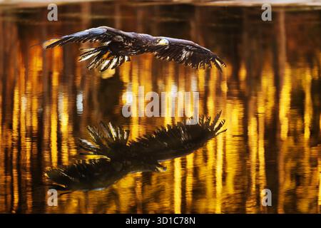Weiblicher Seeadler (Haliaeetus albicilla), der direkt über dem Wasser mit der Reflexion der untergehenden Sonne fliegt Stockfoto