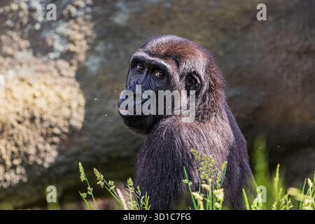 Weibchen der westliche Tieflandgorilla (Gorilla Gorilla Gorilla) Stockfoto