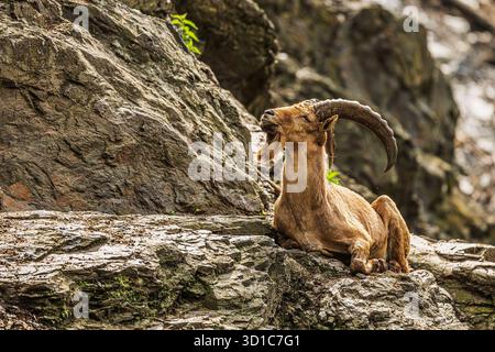 Männlich der iberische Steinbock (Capra pyrenaica), auch bekannt als spanischer Steinbock, spanische Wildziege und iberische Wildziege, Stockfoto