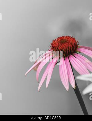Ein markantes, minimalistisches Bild eines purpurroten Coneflower (Echinacea purpurea) mit selektiver Farbe vor einem entsättigten grauen Hintergrund. Stockfoto