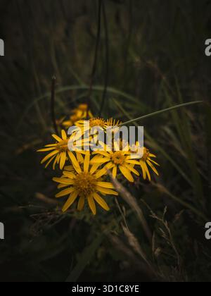 Ein extrem Nahaufnahme (Makro) Foto einer Ansammlung von hellgelben, wilden Blüten, möglicherweise Ragwort oder ähnliches Laub, mit starkem Kontrast Stockfoto