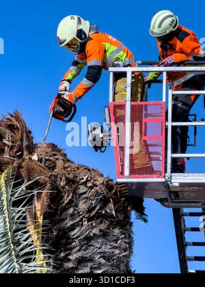 Feuerwerk in Sicherheitsausrüstung mit einer Kettensäge, um die Spitze einer sturmbeschädigten Palme von einer erhöhten Feuerwehrplattform Can pastilla mallorca spanien zu schneiden Stockfoto