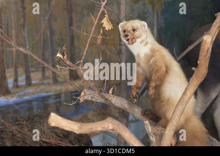 Mountain Weasel Taxidermy Nahaufnahme an der grauen Wand im Inneren. Stockfoto