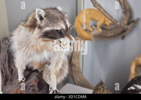 Waschbär-Präparat, Standhalterung. Mittlere Aufnahme. Stockfoto