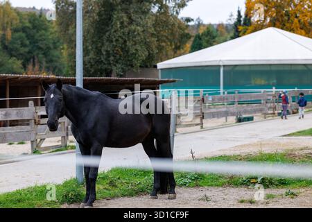 Ein schwarzes Pferd steht in einem Fahrerlager mit einem weißen Zelt im Hintergrund. Stockfoto