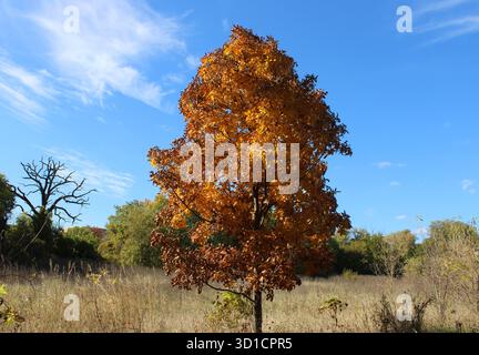 Kastanienbaum mit orangefarbenem Herbstlaub auf einem Feld an einem sonnigen Tag mit Zirruswolken im Northwestern Woods in des Plaines, Illinois Stockfoto