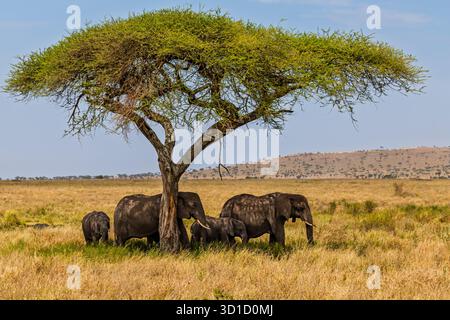 Eine Elefantenfamilie sucht Schatten unter einem Akazienbaum im tansanischen Serengeti-Nationalpark und entkommt der heißen afrikanischen Sonne. Stockfoto