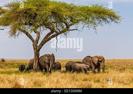 Eine Elefantenfamilie sucht Schatten unter einem Akazienbaum im tansanischen Serengeti-Nationalpark und entkommt der heißen afrikanischen Sonne. Stockfoto