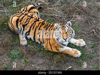 Amurtiger liegt auf Gras in der Region Primorski, Russland. Wilde Großkatze, die in einem natürlichen Lebensraum ruht und direkt auf die Kamera blickt, Wildtiere aus Fernost. Stockfoto