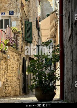 Sonnenlicht strömt durch eine enge, historische Gasse in einer mediterranen Stadt mit Steinmauern, grünen Fensterläden und einem Feigenbaum in einem Terrakotta-Topf. Stockfoto