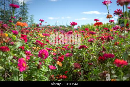Gerbera Daisy Blumengarten oder Plantage, in mehreren Farben. Stockfoto