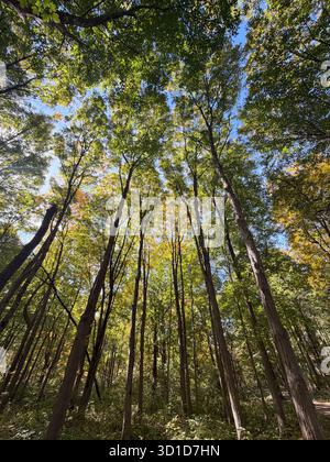 Blick nach oben auf hohe Waldbäume mit Sonnenlicht, das durch grüne Blätter vor einem hellblauen Himmel filtert und Wachstum, Frieden und natürliche Schönheit symbolisiert Stockfoto