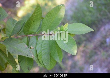 Guava Leaf - natürliches Mittel und tropisches Laub von Psidium Guajava Stockfoto