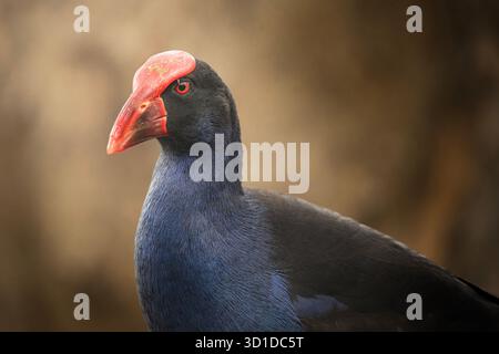 Der australasische Sumpfvogel, auch Porphyrio melanotus genannt, ist ein großer, auffälliger Wasservogel, der häufig in Feuchtgebieten, Sümpfen und städtischen Parks zu finden ist Stockfoto
