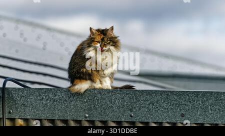 Katze auf einem heißen Blechdach. Eine flauschige Katzenseite auf, eine Vorderpfote hochgehoben, gähnt und leckt sich die Lippen auf einem schönen heißen Dach. Stockfoto