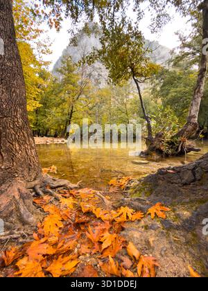 Nahaufnahme der Herbstblätter an einem klaren flachen Flussufer mit Reflexionen Stockfoto
