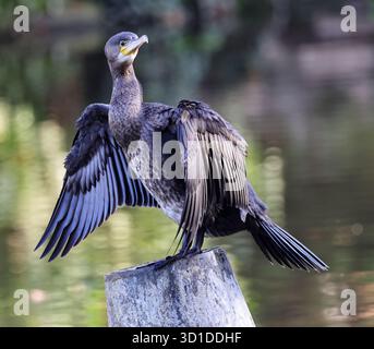 Ein Kormoran (Phalacrocorax Carbo), der nach einer Angelsitzung im Pittville Lake Cheltenham Gloucestershire UK austrocknet Stockfoto