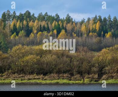 Gelbe und grüne Herbstbäume gemischt in Waldlandschaft Stockfoto
