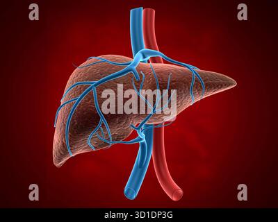 3D-Illustration eines abstrakten medizinischen Hintergrunds mit gesunder menschlicher Leber Stockfoto