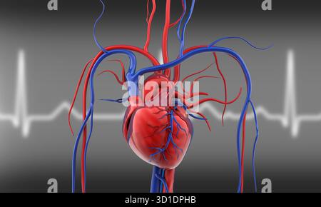 Menschliches Herz mit Gefässen. 3D-Abbildung Stockfoto