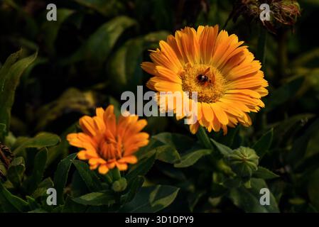 Leuchtend orange Blume mit Biene im sonnendurchfluteten Garten – Nahaufnahme der blühenden Blüte Stockfoto