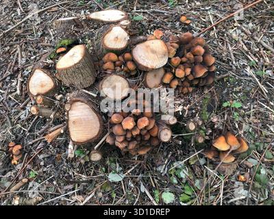Baumstumpf bedeckt mit Honigpilz. Honigpilz ist der Name für mehrere Arten von Armillaria, die die Wurzeln von Stauden (A. mellea) angreifen. Stockfoto