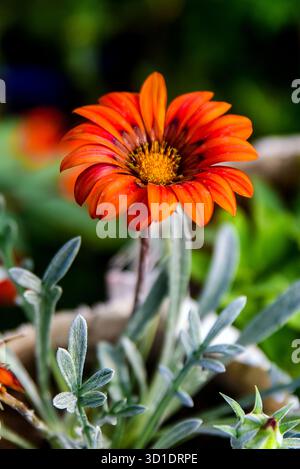 Helle Orange Gerbera Gänseblümchen Blumen inmitten üppiger Grünflächen in einer Gartenanlage Stockfoto