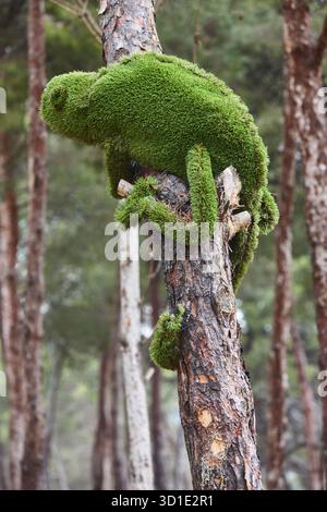 Grünes Chamäleon-Haustier hängt an einem Baum. Exotische Tierwelt. Tarnung Stockfoto