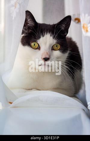 Schwarz-weiße Katze, die hinter dem transparenten Vorhang liegt Stockfoto