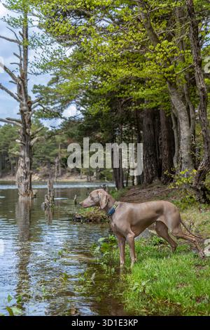 Weimaraner Hund am Water's Edge mit toten Bäumen im Hintergrund, Bassa d'Oles Mountain Lake, Aran Valley, Katalanische Pyrenäen, Spanien Stockfoto