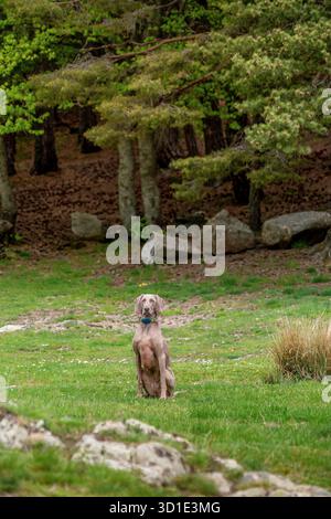 Weimaraner Hund sitzender Alarm in grüner Wiese mit felsigem Bergwald Hintergrund, Natur-Szene im Freien, Pyrenäen Berge, Katalonien, Spanien Stockfoto