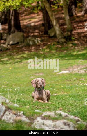 Weimaraner Hund sitzende Warnung mit Stock in grüner Wiese, Wildblumen und felsigem Wald Hintergrund, Pyrenäen Berge, Katalonien, Spanien Stockfoto
