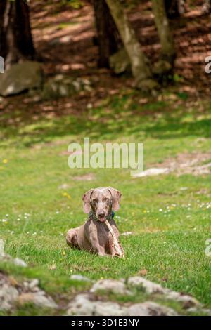 Weimaraner Hund sitzend mit Stock in grüner Wiese, Felsenwald Umgebung, Frühling Wildblumen, Pyrenäen Berge, Katalonien, Spanien Stockfoto